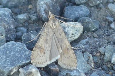 <i>Nomophila noctuella</i>