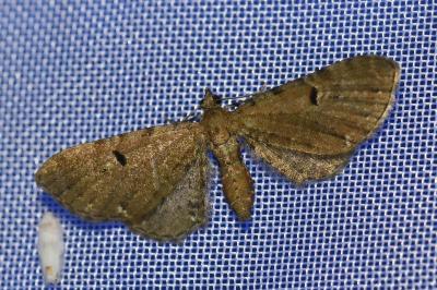 <i>Eupithecia assimilata</i>