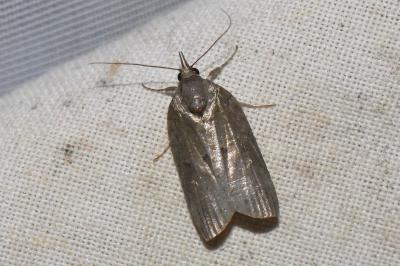 <i>Nycteola revayana</i>