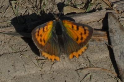 <i>Lycaena phlaeas</i>