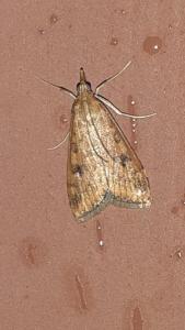 <i>Udea ferrugalis</i>
