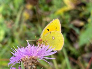 <i>Colias crocea</i>