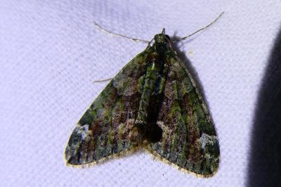 <i>Chloroclysta siterata</i>