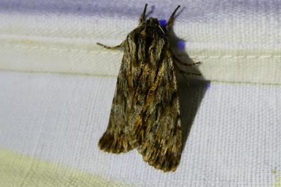 <i>Asteroscopus sphinx</i>