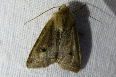 <i>Leptologia lota</i>