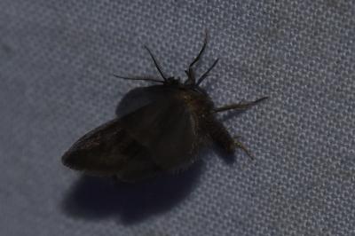 <i>Bacotia claustrella</i>