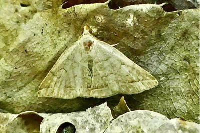 <i>Herminia tarsipennalis</i>