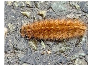 <i>Phragmatobia fuliginosa</i>