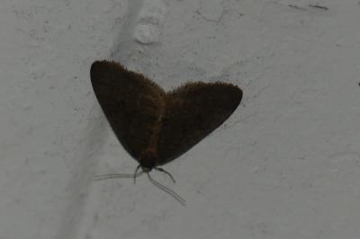 <i>Operophtera brumata</i>
