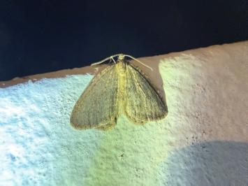 <i>Operophtera brumata</i>