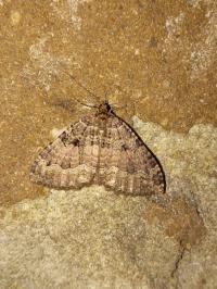 <i>Triphosa dubitata</i>