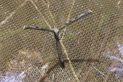 <i>Agdistis satanas</i>