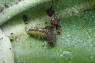 <i>Noctua pronuba</i>