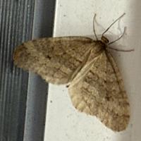 <i>Operophtera brumata</i>