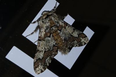 <i>Biston strataria</i>