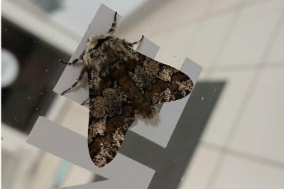 <i>Biston strataria</i>