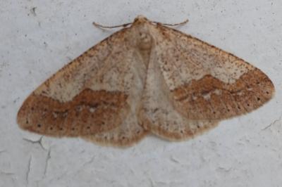 <i>Phigaliohybernia marginaria</i>