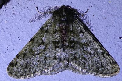 <i>Phigalia pilosaria</i>