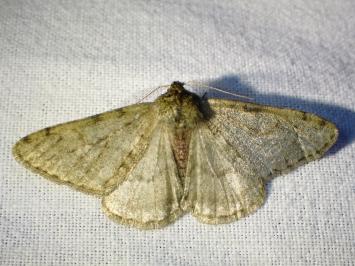 <i>Phigalia pilosaria</i>