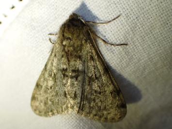 <i>Phigalia pilosaria</i>