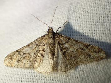 <i>Agriopis leucophaearia</i>