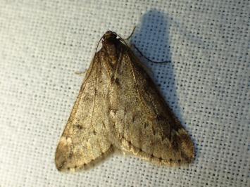 <i>Alsophila aescularia</i>