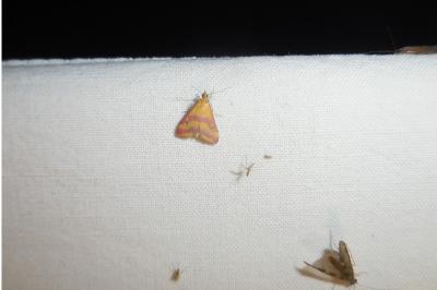 <i>Pyrausta sanguinalis</i>