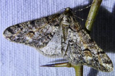 <i>Agriopis leucophaearia</i>