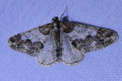 <i>Agriopis leucophaearia</i>