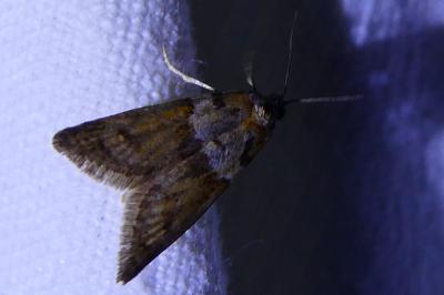 <i>Tortricodes alternella</i>