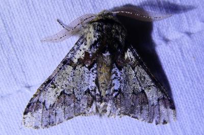 <i>Biston strataria</i>