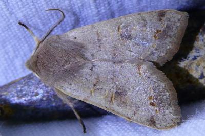 <i>Orthosia incerta</i>