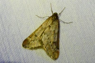 <i>Alsophila aescularia</i>