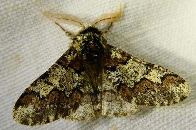 <i>Biston strataria</i>