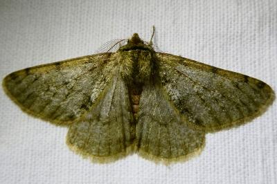 <i>Phigalia pilosaria</i>
