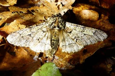 <i>Biston strataria</i>