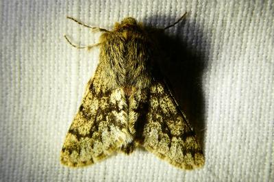 <i>Apocheima hispidaria</i>