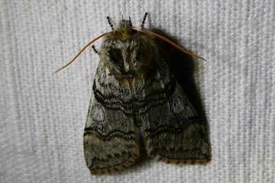 <i>Achlya flavicornis</i>