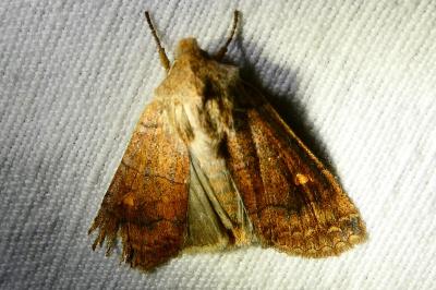 <i>Eupsilia transversa</i>