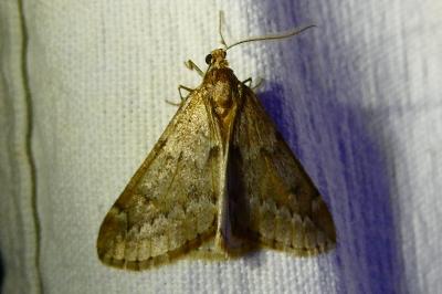 <i>Alsophila aescularia</i>