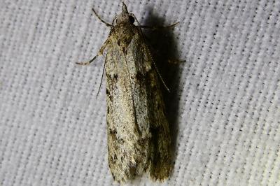 <i>Diurnea fagella</i>