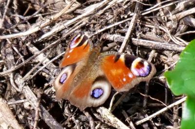 <i>Aglais io</i>