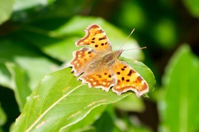 <i>Polygonia c-album</i>
