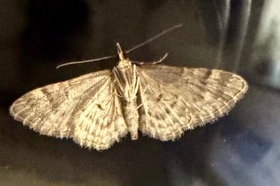 <i>Gymnoscelis rufifasciata</i>