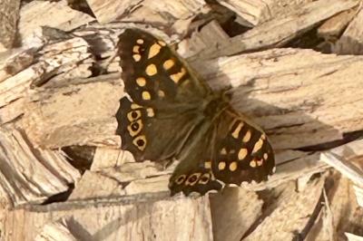 <i>Pararge aegeria</i>
