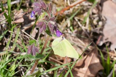 <i>Gonepteryx rhamni</i>