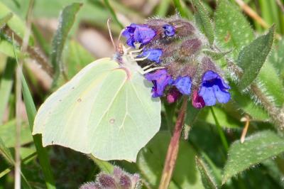 <i>Gonepteryx rhamni</i>