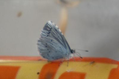 <i>Celastrina argiolus</i>