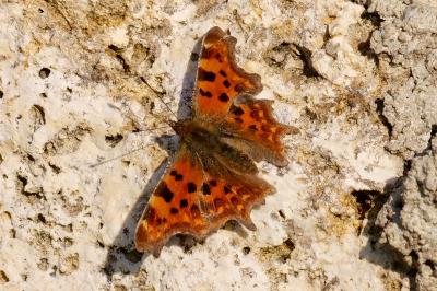 <i>Polygonia c-album</i>