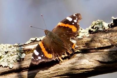 <i>Vanessa atalanta</i>